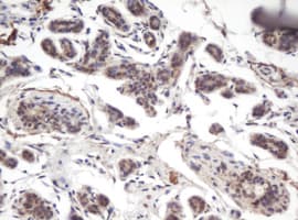 PRR11 Antibody (aa125-360, clone OTI2A10, Carrier-free)