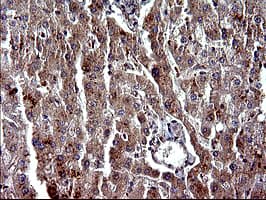 PARVA Antibody (clone OTI1C10)