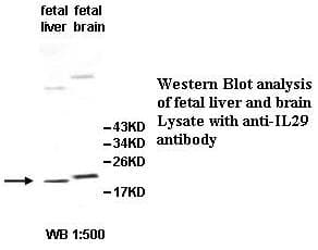 Polyclonal Rabbit anti-Human IFNL1 / IL29 Antibody (aa23-200, IHC, WB)