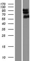 DLGAP1 Protein (Over-Expression Lysate Myc-DDK (Flag))