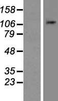 NLRP11 Protein (Over-Expression Lysate Myc-DDK (Flag))