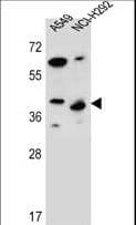 Polyclonal Rabbit anti-Human PPP1R42 / LRRC67 Antibody (aa238-266, WB)