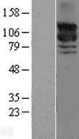 RAPGEF1 Protein (Over-Expression Lysate Myc-DDK (Flag))