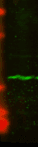 CENPA / CENP-A Antibody (clone 5A7-2E11)