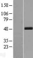 Human SCRN3 Protein (Over-Expression Lysate Myc-DDK (Flag))