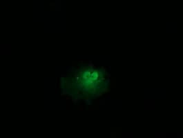 HRAS / H-Ras Antibody (clone OTI1C8, Carrier-free)