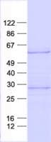Human MKNK2 / MNK2 Protein (Recombinant His, N-Terminal)