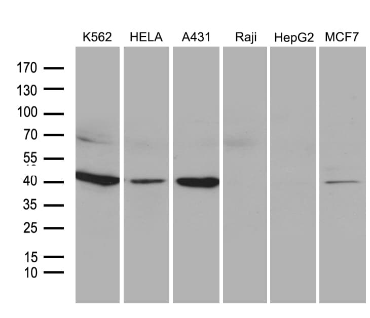 Monoclonal Mouse anti-Human NMI Antibody (clone OTI5H1, Carrier-free, aa1-223, WB)