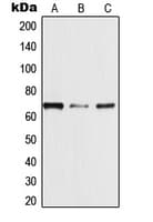 Polyclonal Rabbit anti-Human TRAF3IP3 Antibody (Internal, IHC, WB)