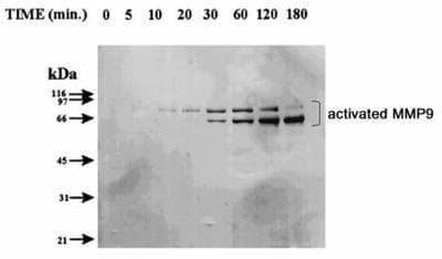 MMP9 / Gelatinase B Antibody (clone 4A3)