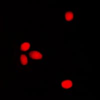 ELF1 Antibody (C-Terminus)