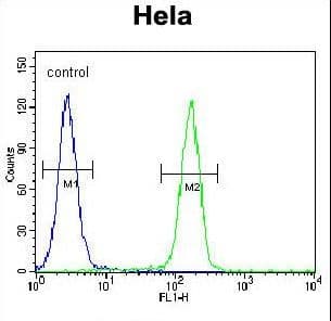 GTF3C4 Antibody (aa214-244)