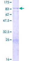 Human MTPAP Protein (Recombinant GST)