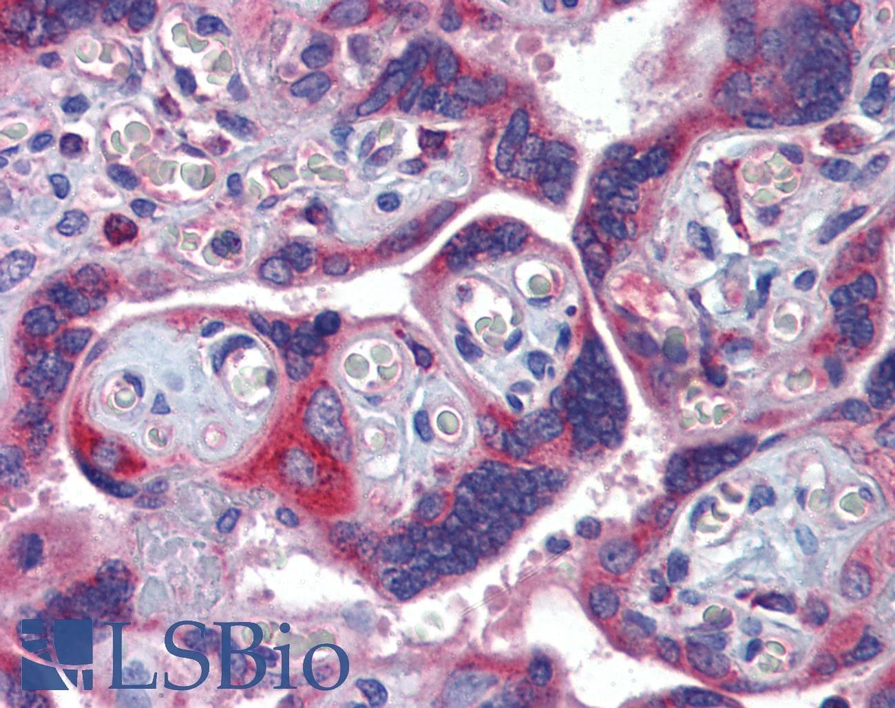 Polyclonal Rabbit anti-Human GTPBP10 Antibody (aa254-303, IHC, WB)