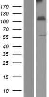INPP4A Protein (Over-Expression Lysate Myc-DDK (Flag))