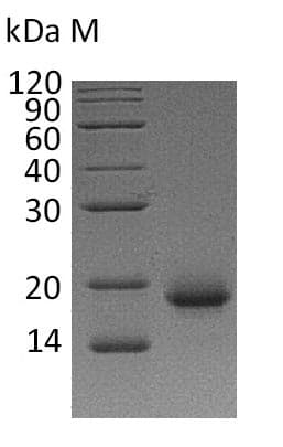 Human IL4 Protein (Recombinant)