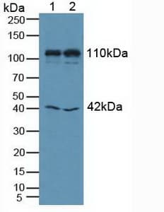 MIB1 Antibody (aa769-1000)