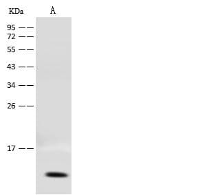 COX17 Antibody (Preservative Free)