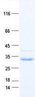 Human NAP1L5 Protein (Recombinant DDK,C-terminus)