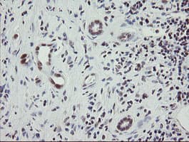 RFC2 / RFC40 Antibody (aa1-234, clone OTI3A7, Carrier-free)