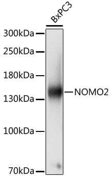 NOMO1 / PM5 Antibody