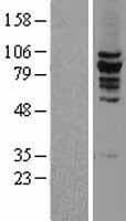 KIF2C / MCAK Protein (Over-Expression Lysate Myc-DDK (Flag))