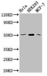 SLC20A1 Antibody