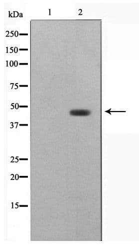 ZNF174 Antibody
