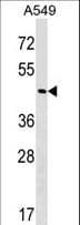 GABPB2 Antibody (aa297-323)