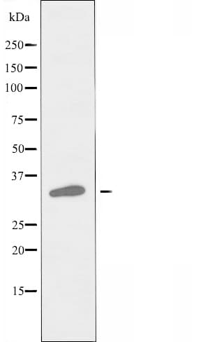 MRGPRX3 / MRGX3 Antibody