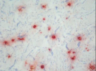 DEF / Defensin Antibody (clone Def-3)