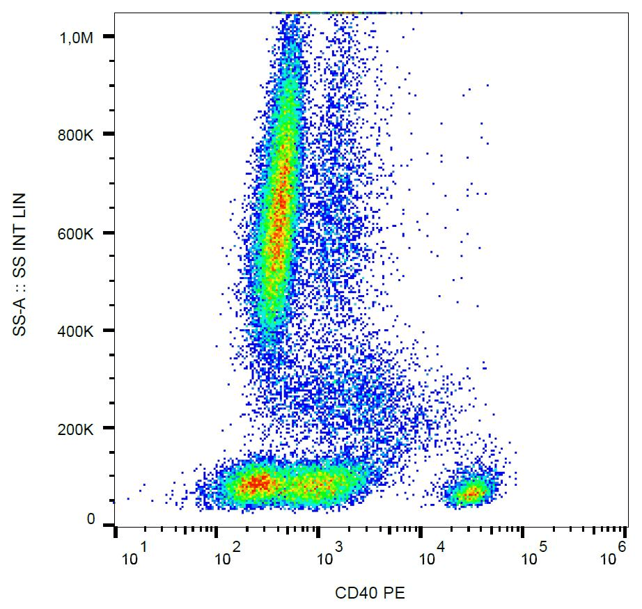 CD40 Antibody (N-Terminus, clone HI40a, PE)
