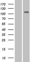 EPHA10 / EPH Receptor A10 Protein (Over-Expression Lysate Myc-DDK (Flag))
