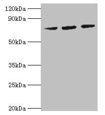 IHC-plus™ HSPA6 / HSP70B' Antibody