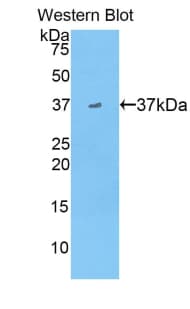 Apolipoprotein A-II Antibody (aa19-100)