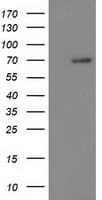 BTRCP / BETA-TRCP Antibody (aa52-354, clone OTI1A4, Carrier-free)