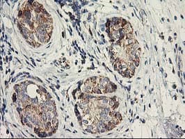 DAND5 Antibody (clone OTI2H3)