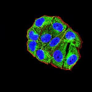 ADAM8 Antibody (clone 2C1F3)