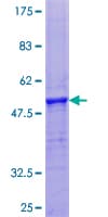 Human PRH2 Protein (Recombinant GST)