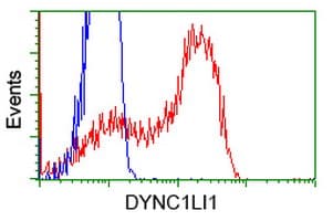 DYNC1LI1 Antibody (clone OTI1H4)
