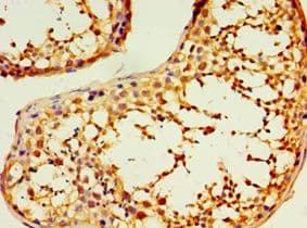 DNAL1 Antibody (aa41-190)