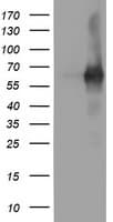 PDE1B Antibody (clone OTI6E4)
