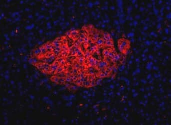 Monoclonal Mouse anti-Human Pancreas Marker HPi1 Antibody (clone HIC0-4F9, Biotin, IHC, IF)