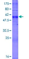 Human SLC35A1 Protein (Recombinant GST)