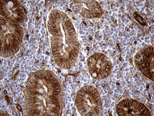IFITM2 Antibody (clone OTI3B1, Carrier-free)