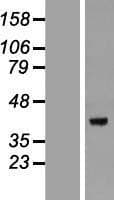 DEDD Protein (Over-Expression Lysate Myc-DDK (Flag))