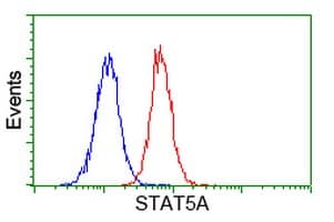 STAT5A Antibody (clone OTI6D6)