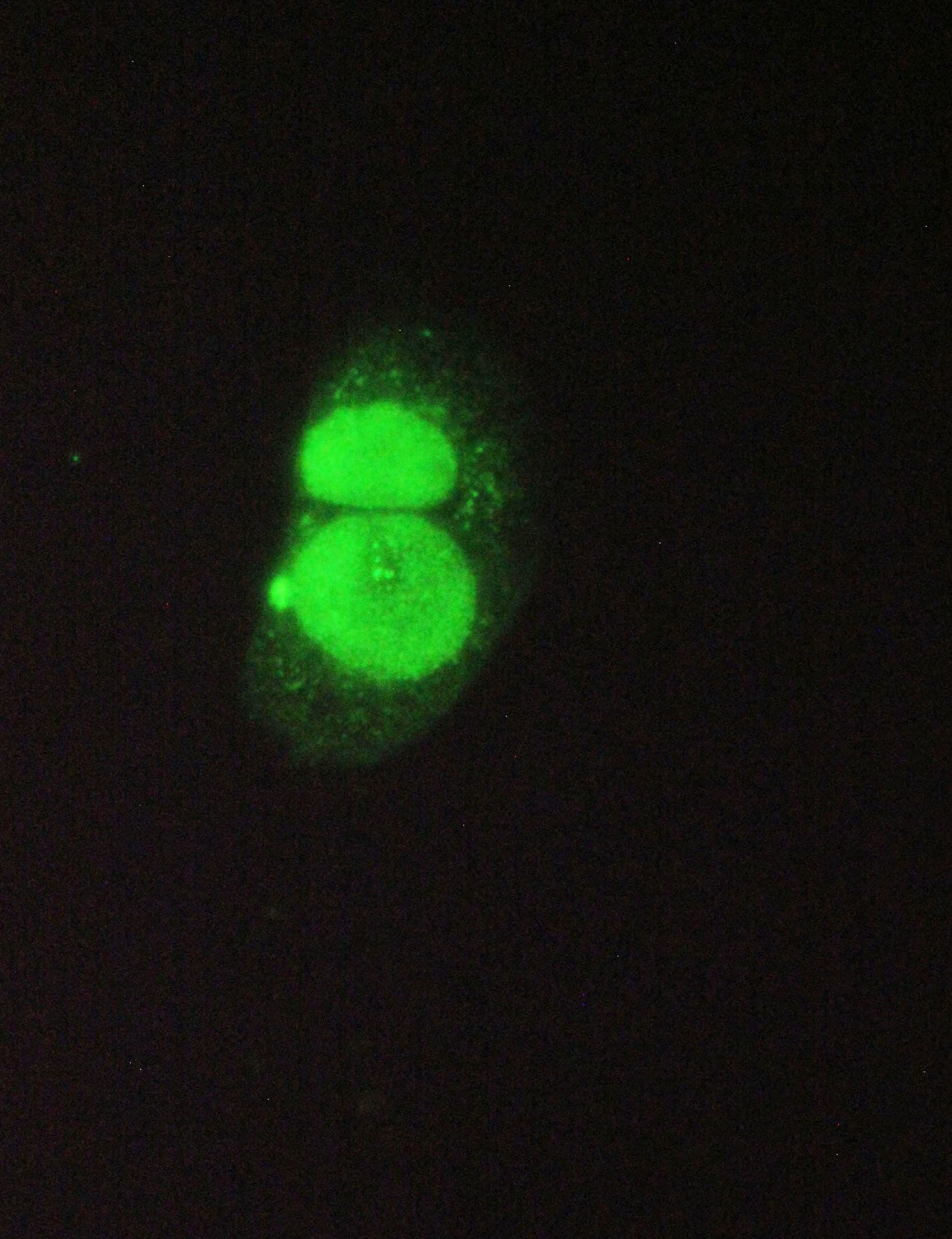 Polyclonal Rabbit anti-Human YWHAZ / 14-3-3 Zeta Antibody (IHC, WB)