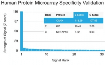 CANX / Calnexin Antibody (clone CANX/1543)