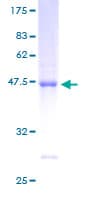 Human ARL8B Protein (Recombinant GST)